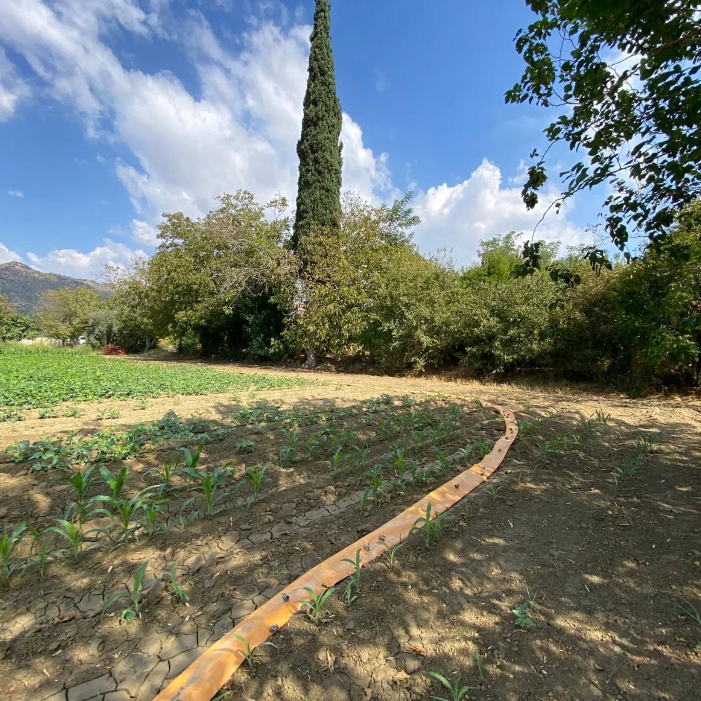 AYDIN EFELER – KIZILCAKÖY TEK TAPU – EKİLEBİLİR TARLA